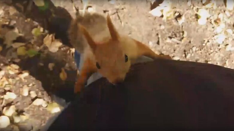 На Ямале сняли на видео выпрашивающую угощение белку