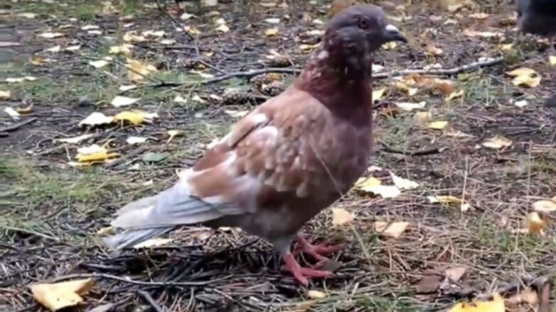 Стаи голубей ходят за жителями Ноябрьска