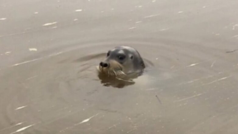 В Белоярске жители увидели плывущую по реке нерпу