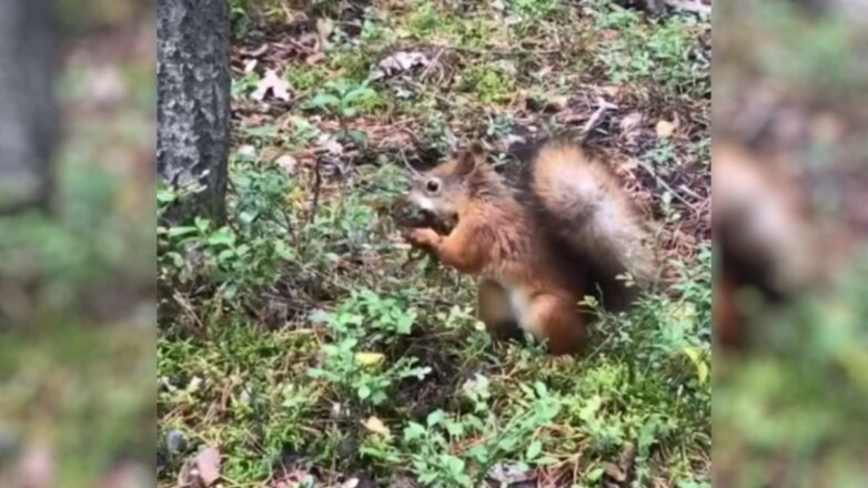 Жители Ноябрьска засняли на видео как белка готовится к зиме