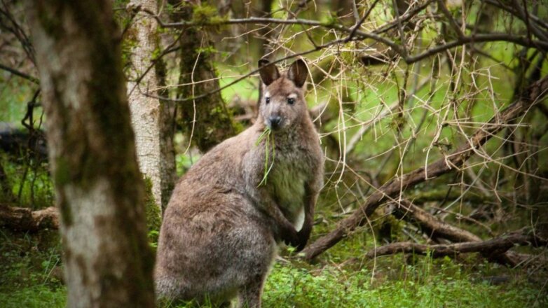 Расплодившиеся валлаби угрожают новозеландским лесам