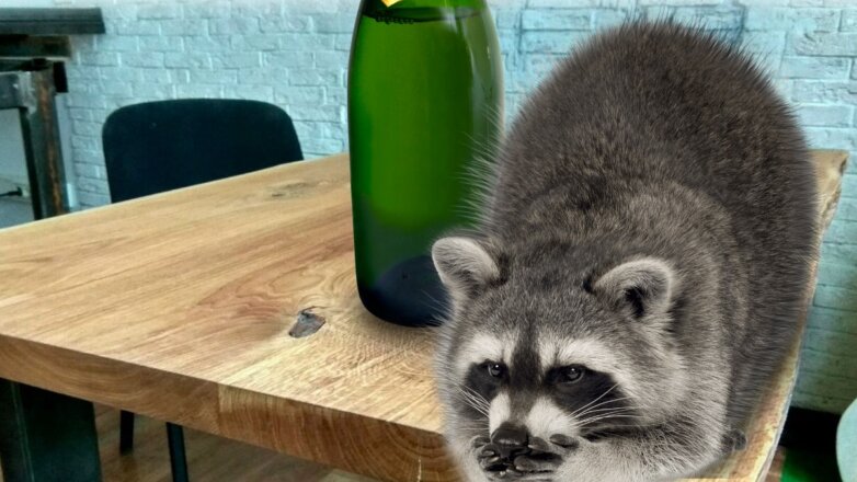 По столице Канады бродят пьяные еноты