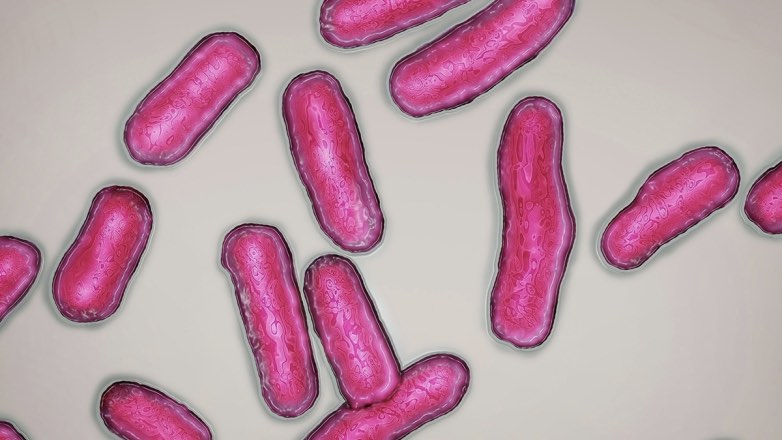 В Конго нашли особо устойчивый к антибиотикам микроб