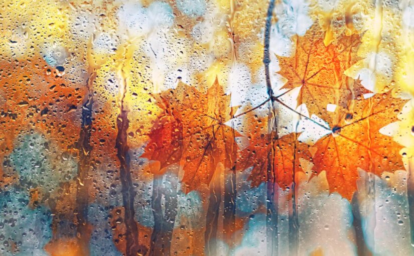 Москвичам на этой неделе обещают тёплую погоду с частыми дождями