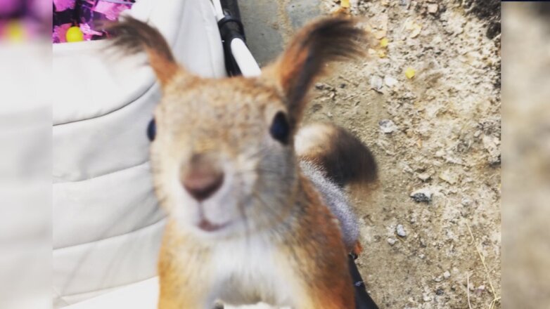 В парке Ноябрьска появилась храбрая белка