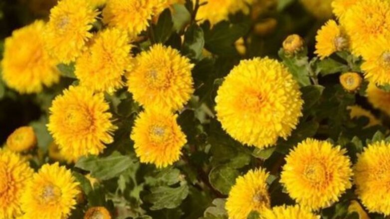 В Ялте пройдёт бал хризантем
