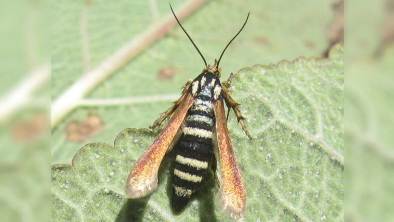 В Крыму обнаружили неизвестное ранее насекомое