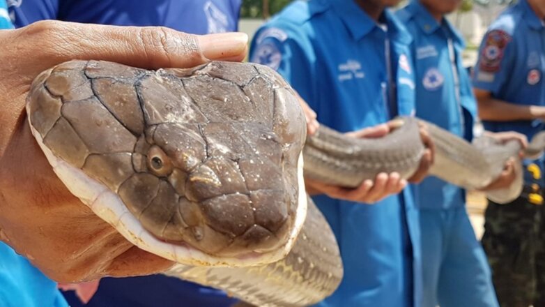 В Таиланде спасатели голыми руками поймали четырёхметровую кобру