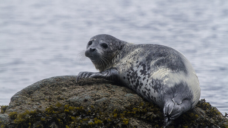 «Ростерминалуголь» помог ученым сосчитать нерп в Балтийском море