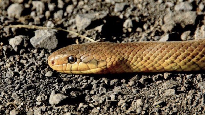 В Еврейской автономной области змея захватила дом культуры