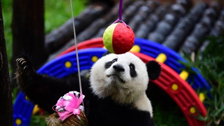 Фотографии панд помогут справиться со стрессом