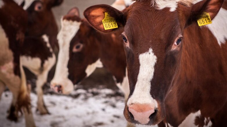 Депутаты Башкирии предложили занести всех животных России в единую базу