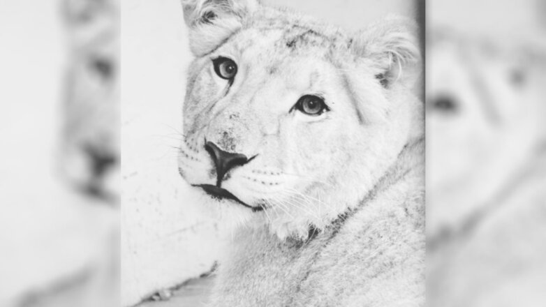 Уральские зоозащитники прилетят в Крым для спасения сафари-парка