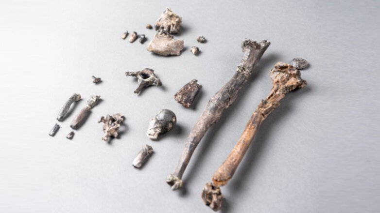 Предки человека ходили по деревьям почти 12 миллионов лет назад