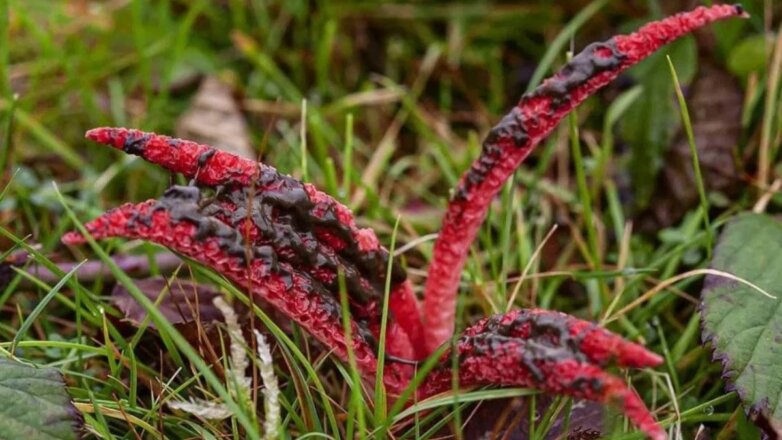 В Великобритании нашли уникальный гриб