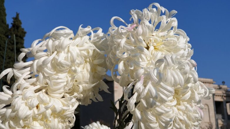 В ботаническом саду Крыма выбрали королеву Бала хризантем