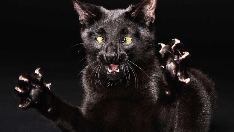 В Башкирии выявлен новый очаг бешенства животных