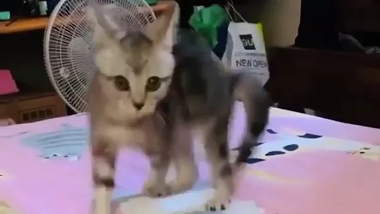 «Лунная походка» котёнка насмешила пользователей сети