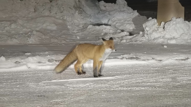 На Ямале лису возле входа в больницу сняли на видео