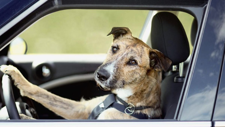 В сеть попало видео с разъезжающим за рулем псом-угонщиком