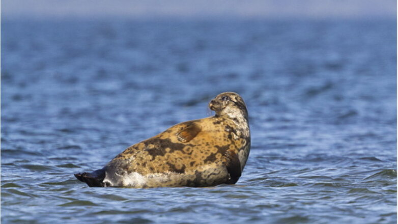 "Ростерминалуголь" помогает сохранять кольчатую нерпу