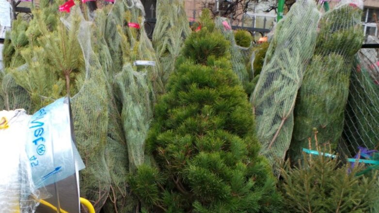 Экологи дали россиянам советы по выбору ёлки на Новый год