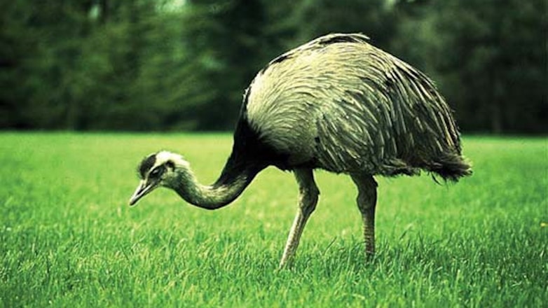 Очевидцы сняли на видео погоню разъяренной птицы за охотником