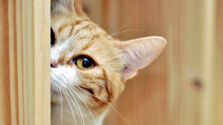 В интернете появился новый кот-мем