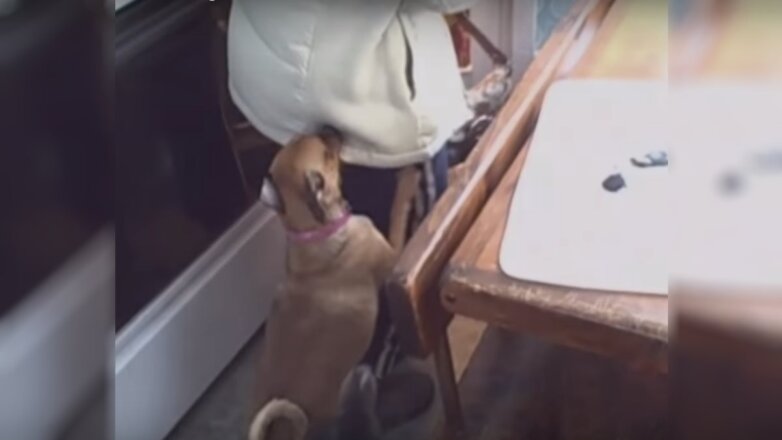 Видео провожающих на работу хозяйку собак умилило сети