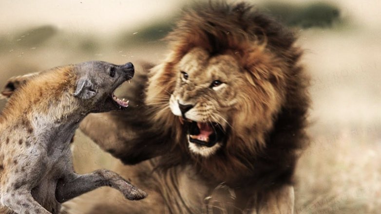 Вступившегося за обиженную гиенами подругу льва сняли на видео