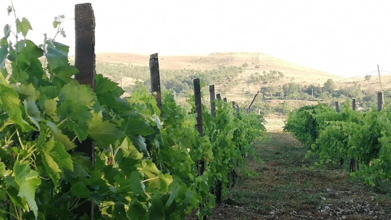 В Севастополе заложили рекордное количество виноградников