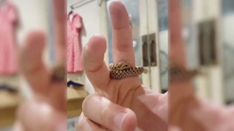 Видео обнимающейся змеи умилило пользователей сети