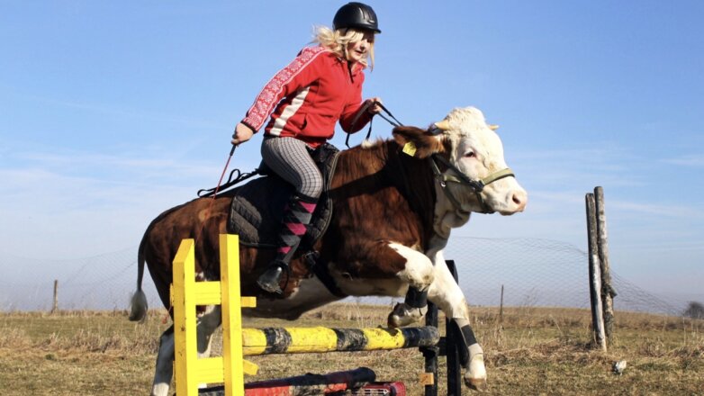 Роскачество обнаружило ДНК посторонних животных в говяжьей тушенке