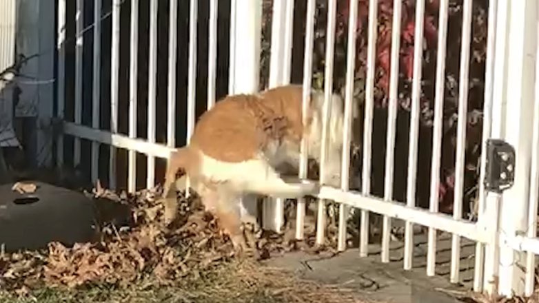 Видео с застрявшим в калитке толстым котом развеселило пользователей сети