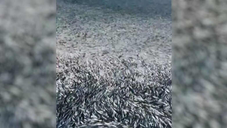 Жители Крыма сняли на видео нашествие хамсы