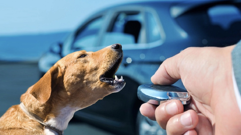 Минюст предложил штрафовать хозяев собак за ночной лай