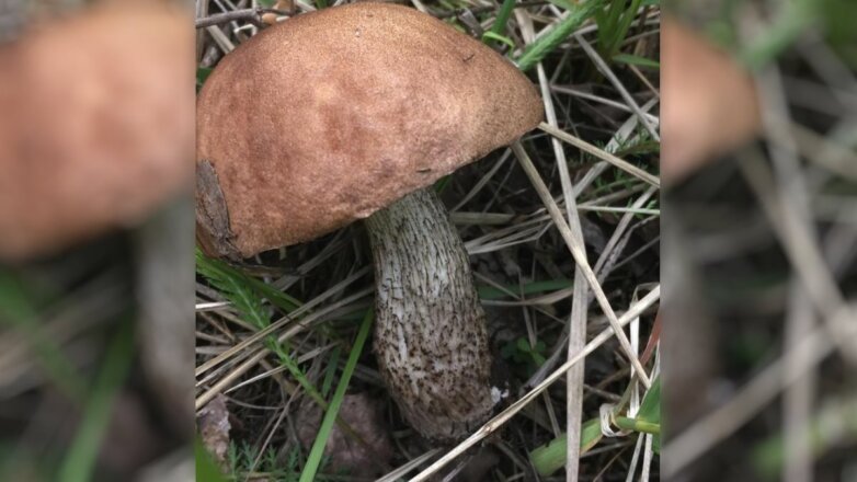 Аномально ранние подберезовики появились в Костроме