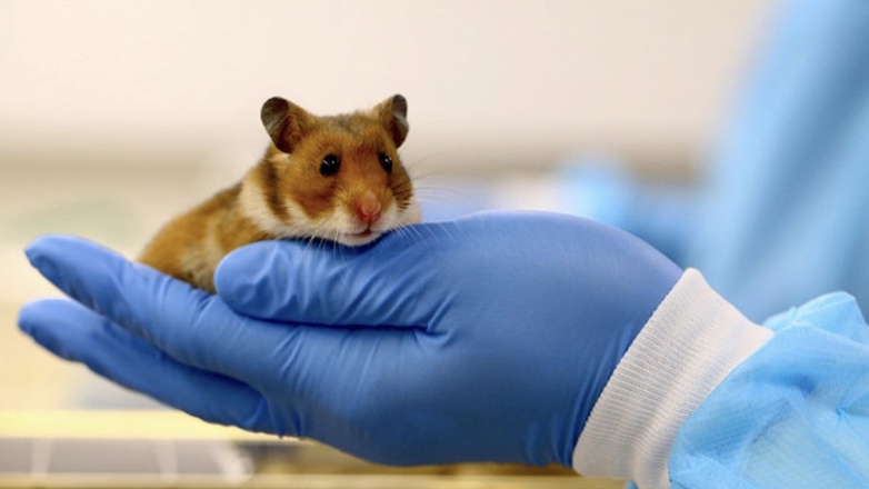 Ученые на хомяках доказали эффективность ношения масок при COVID-19
