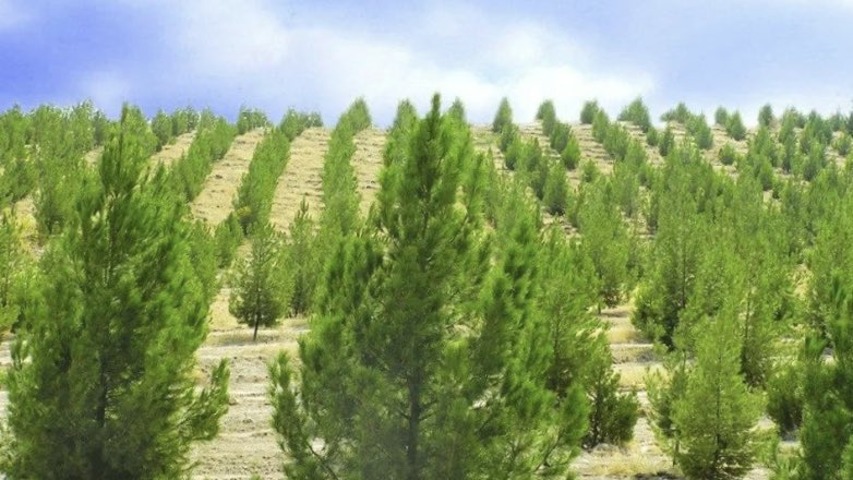 в России проведены работы по восстановлению 50 тыс. гектаров леса