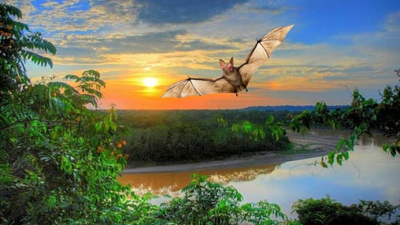 Обнаружена вероятная причина следующей пандемии