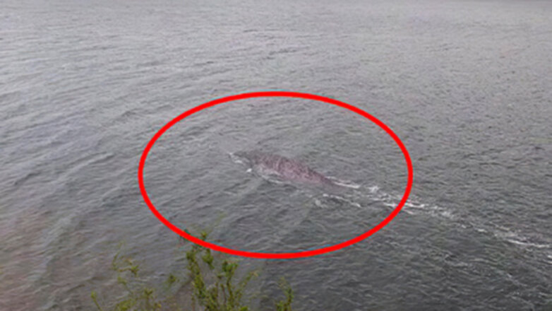 Раскрыта тайна знаменитого снимка лох-несского чудовища