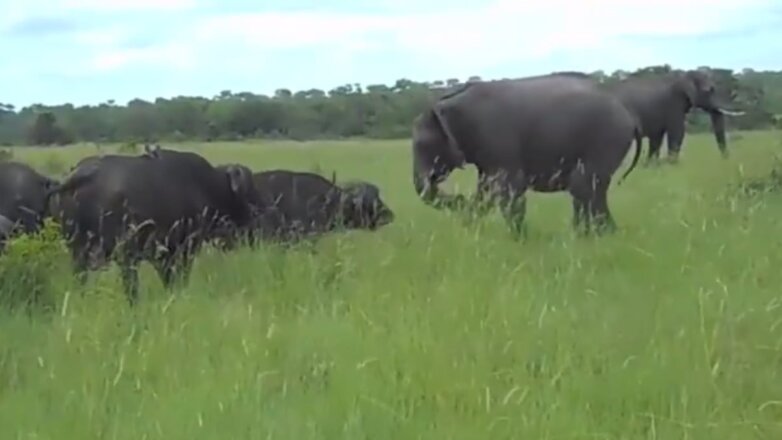 Слон пнул буйвола и стал звездой интернета