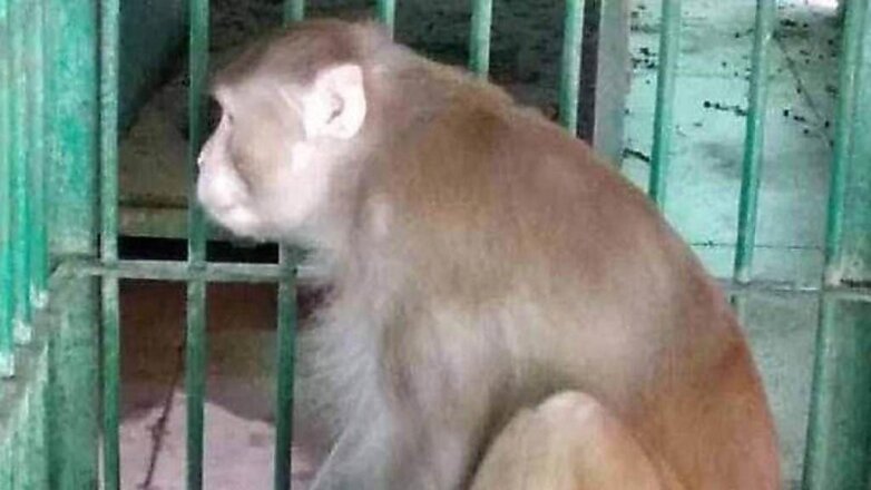Пристрастившаяся к алкоголю обезьяна проведет остаток своей жизни в клетке