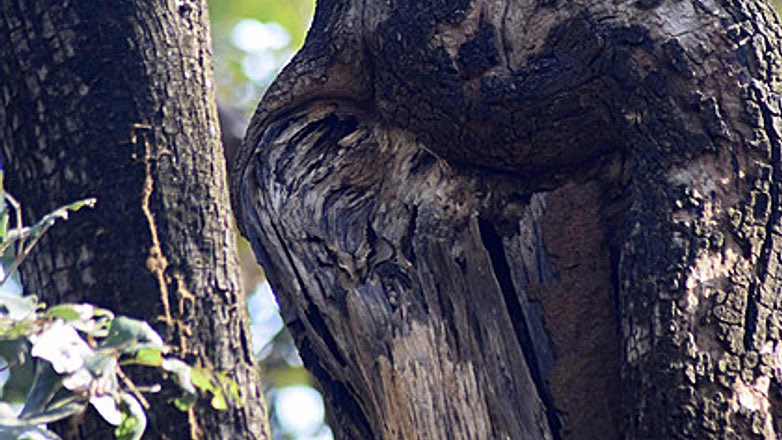 Сова замаскировалась и стала невидимой на фото