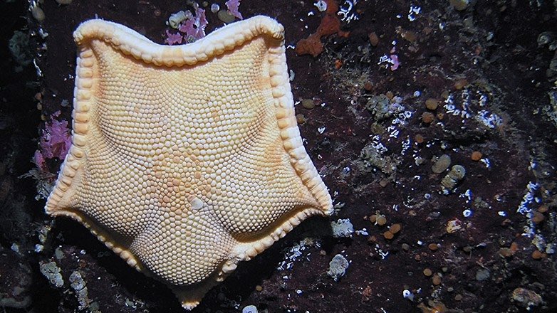 Ученые в Приморье выделили противоопухолевые вещества из морских звезд