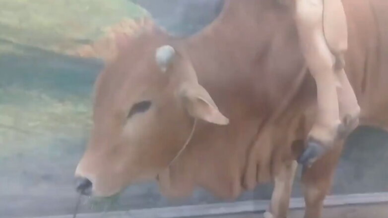 Во Вьетнаме обнаружили корову с шестью ногами и двумя хвостами