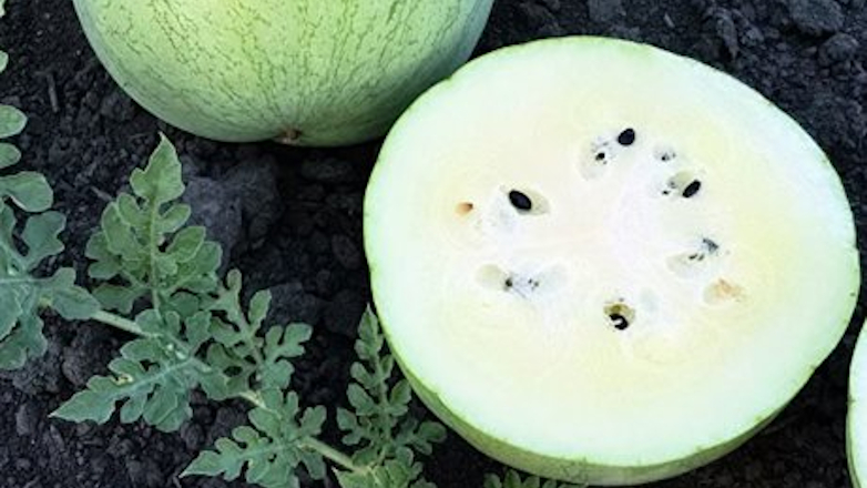 В России вывели экзотический арбуз с белой мякотью