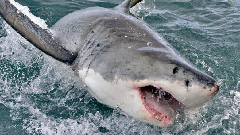 В Австралии огромная акула стащила сидящего в лодке ребенка