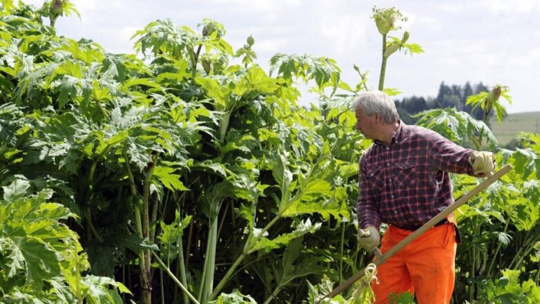 Как дачникам не получить штраф из-за растений на участке, разъяснил эксперт