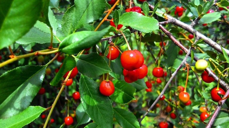 Названа ягода, защищающая от болезней сердца и укрепляющая иммунитет